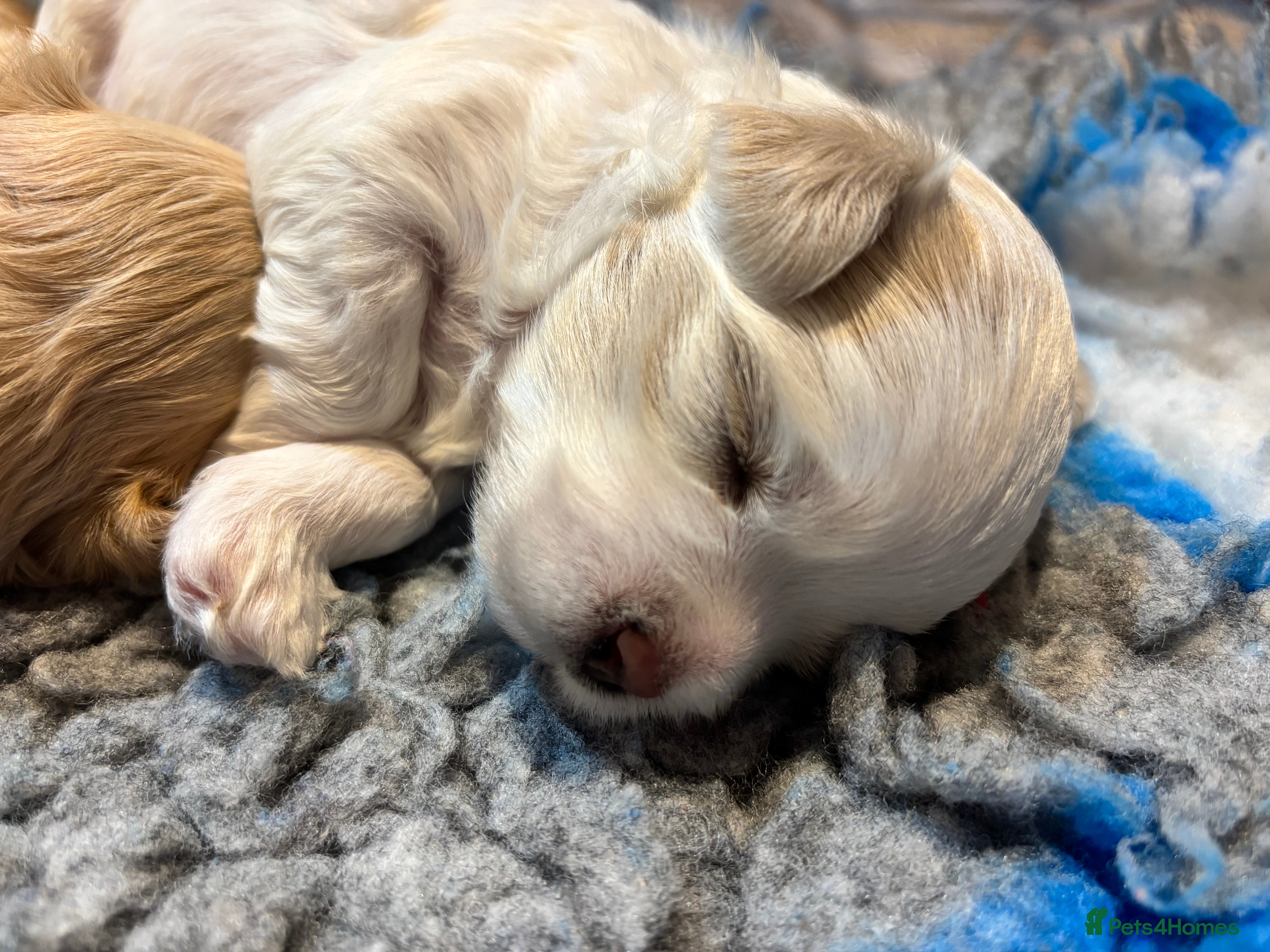 Maltipoo dogs 💙 Teddy white and apricot boy 💙 - Advert 15