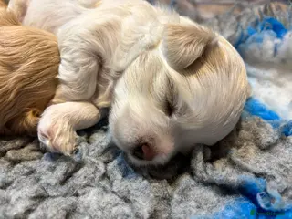 Maltipoo dogs 💙 Teddy Bear white and apricot Maltipoo 💙 - Advert 5