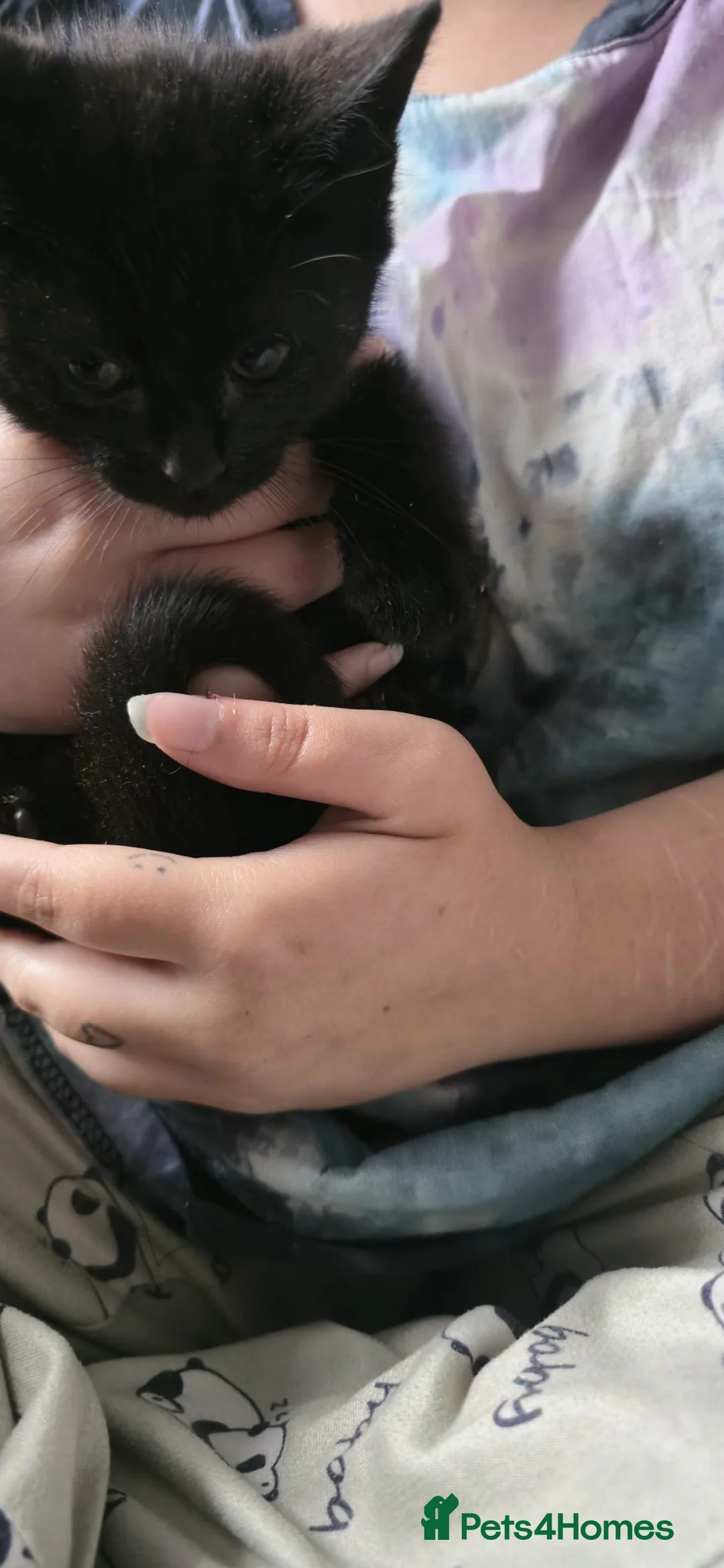 Mixed Breed cats for sale: 2 male kittens  - Advert 2