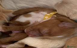 Cockapoo dogs for sale: Cockapoo puppies - Image 16