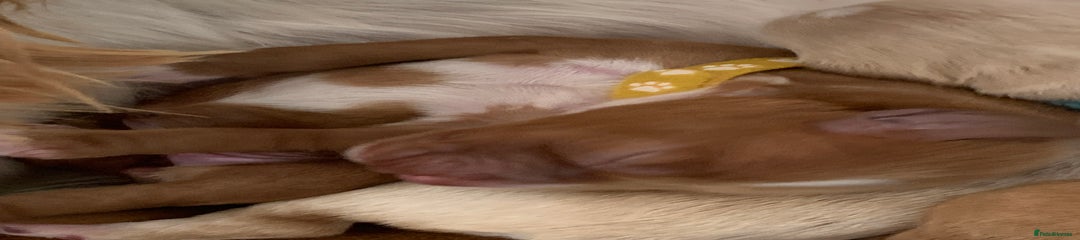 Cockapoo Puppy yellow