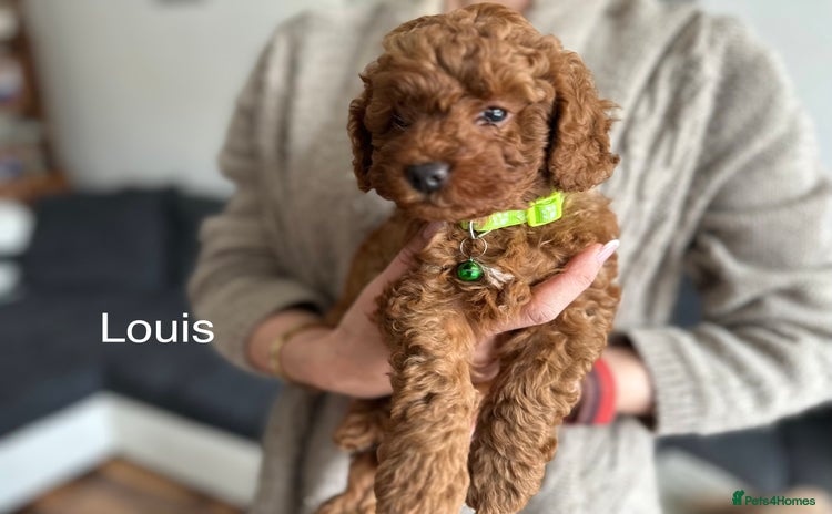 Cockapoo dogs - Advert 2
