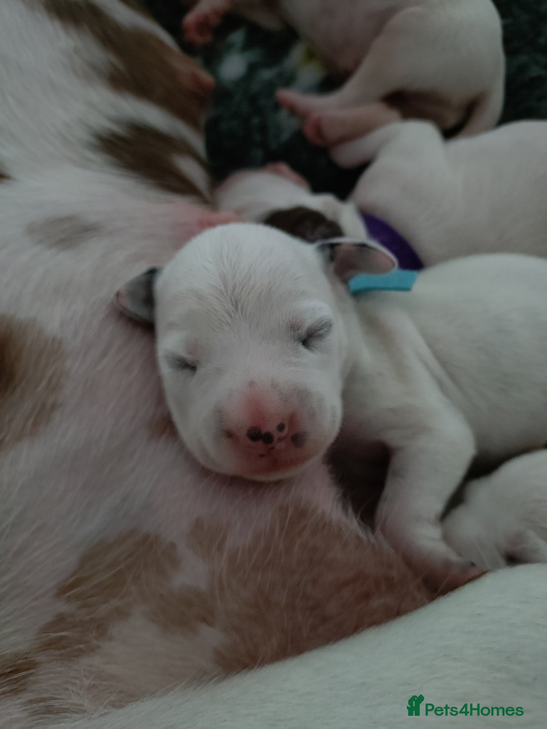 Dalmatian dogs for sale: Looking for 5* homes   - Image 12