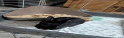 Netherland Dwarf rabbits for sale: Neutered male rabbit+ cage - Advert 3