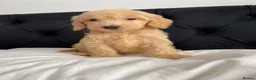Cockapoo dogs for sale: Cockerpoo Puppies  - Advert 17