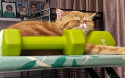 Exotic cats for sale: Exotic shorthaired Persian female - Image 6