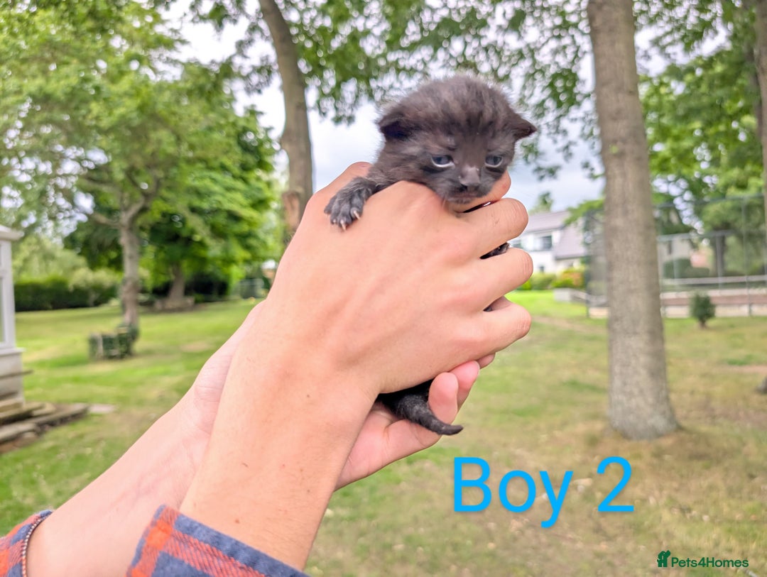 Mixed Breed cats for sale: 6 adorable tortie kittens - Image 5