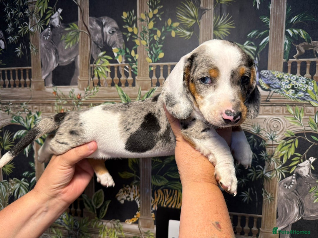 Miniature Dachshund dogs for sale: Stunning Unique Miniature Dachshund Puppies  - Image 11