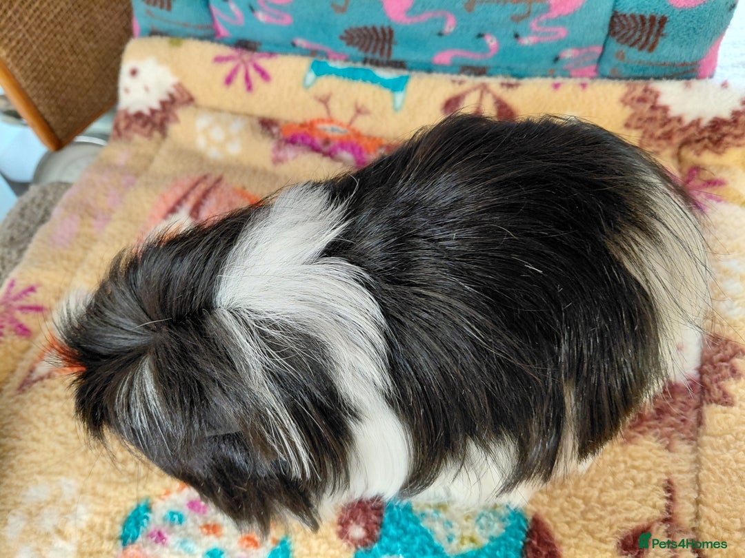 Guinea Pig rodents for sale: Baby Longhaired/ Longhaired Retired Young Adults. - Advert 18
