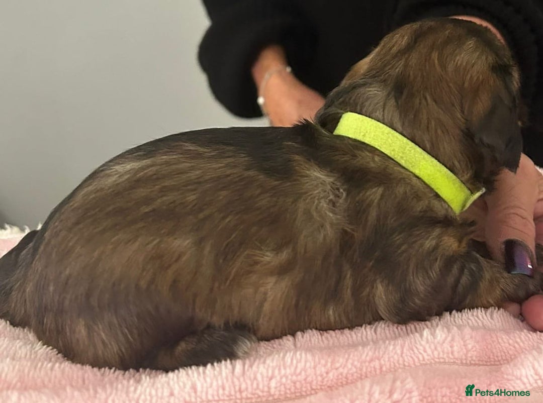 Mixed Breed dogs for sale: Doxiepoo pups - Advert 5