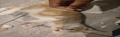 Mixed Breed cream ginger