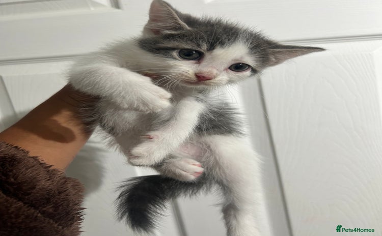 Mixed Breed cats - Advert 14