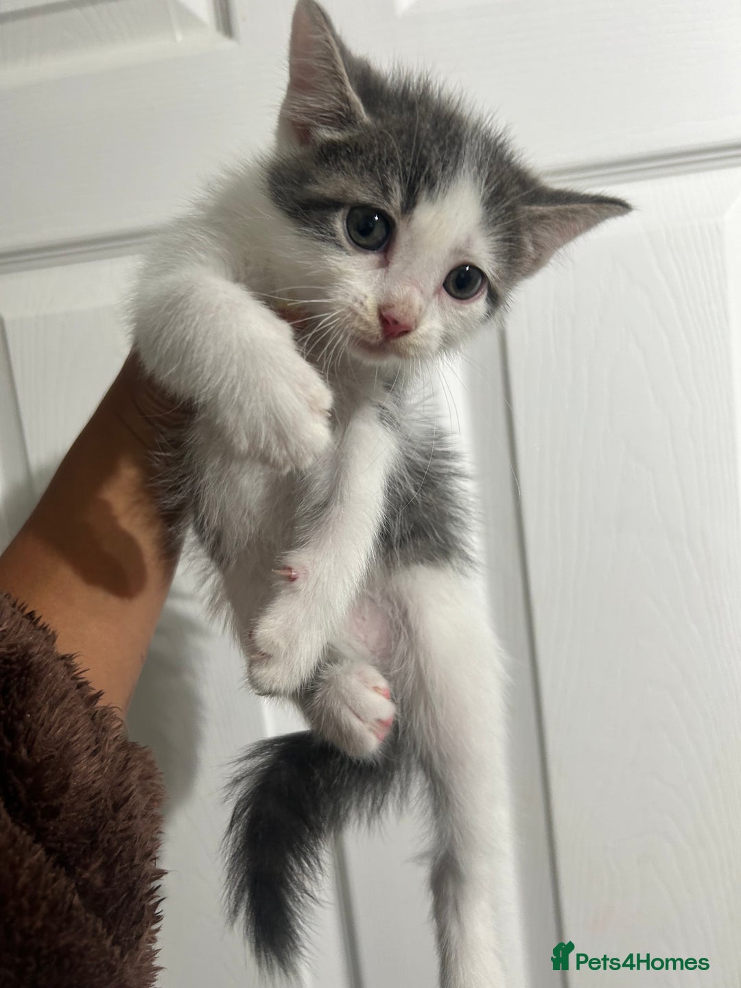 Mixed Breed cats for sale: ready to go  - Image 1