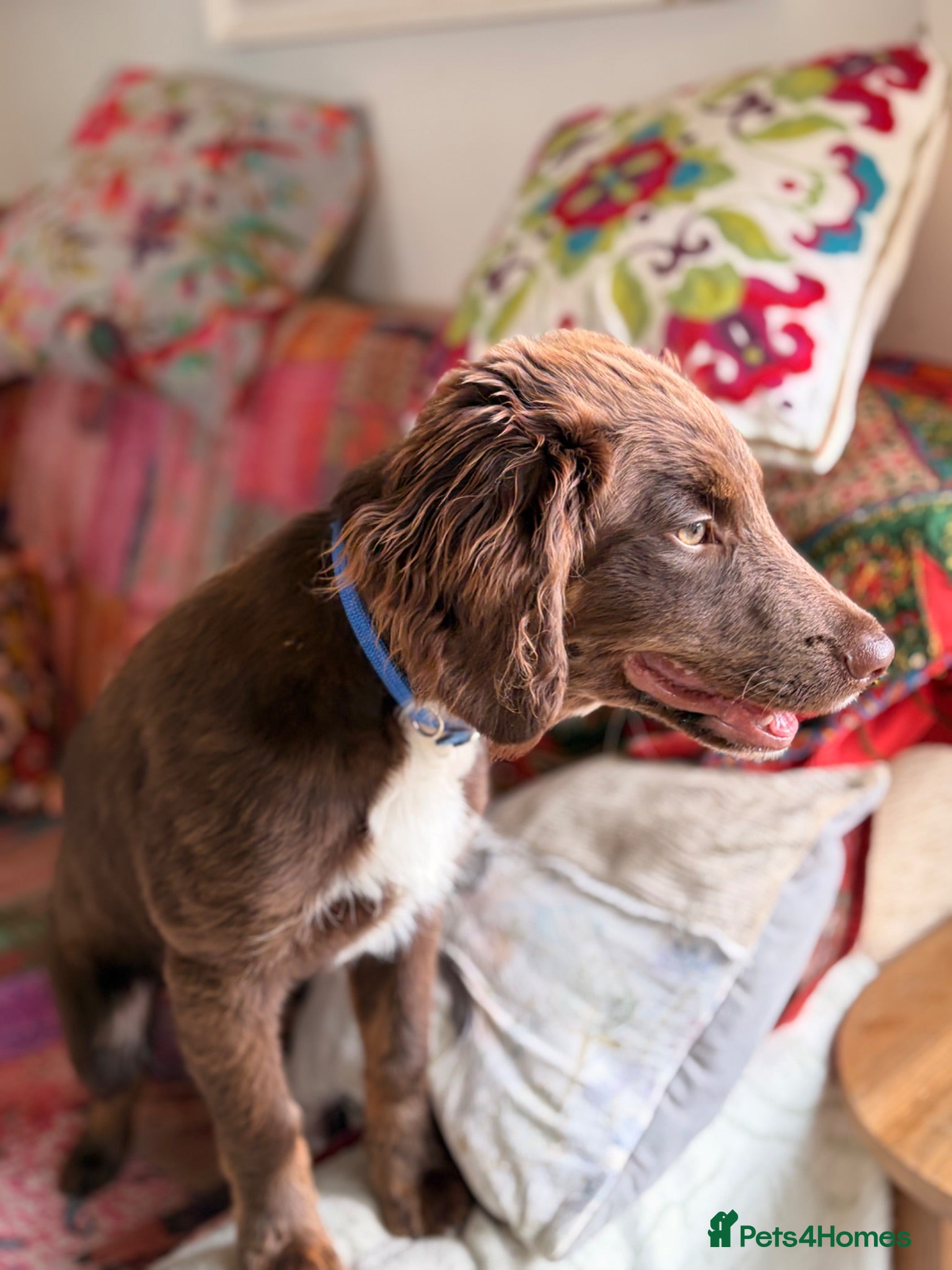 Mixed Breed dogs GORGEOUS COCKER SPANIEL X BORDER COLLIE PUP - Advert 2