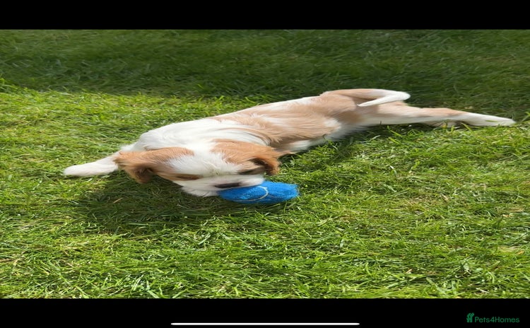 Cavalier King Charles Spaniel dogs - Advert 4