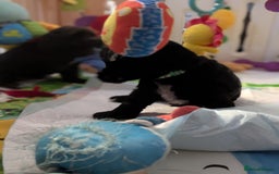 Cocker Spaniel dogs for sale: Kc reg English Cockerspaniel - Image 4