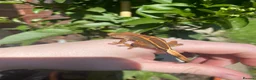 Gecko reptiles for sale: Crested Gecko Babies - Advert 7