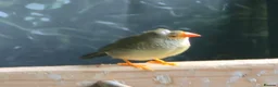 Mixed Breed birds for sale: Mixed aviary birds in Newton Abbot - Advert 3