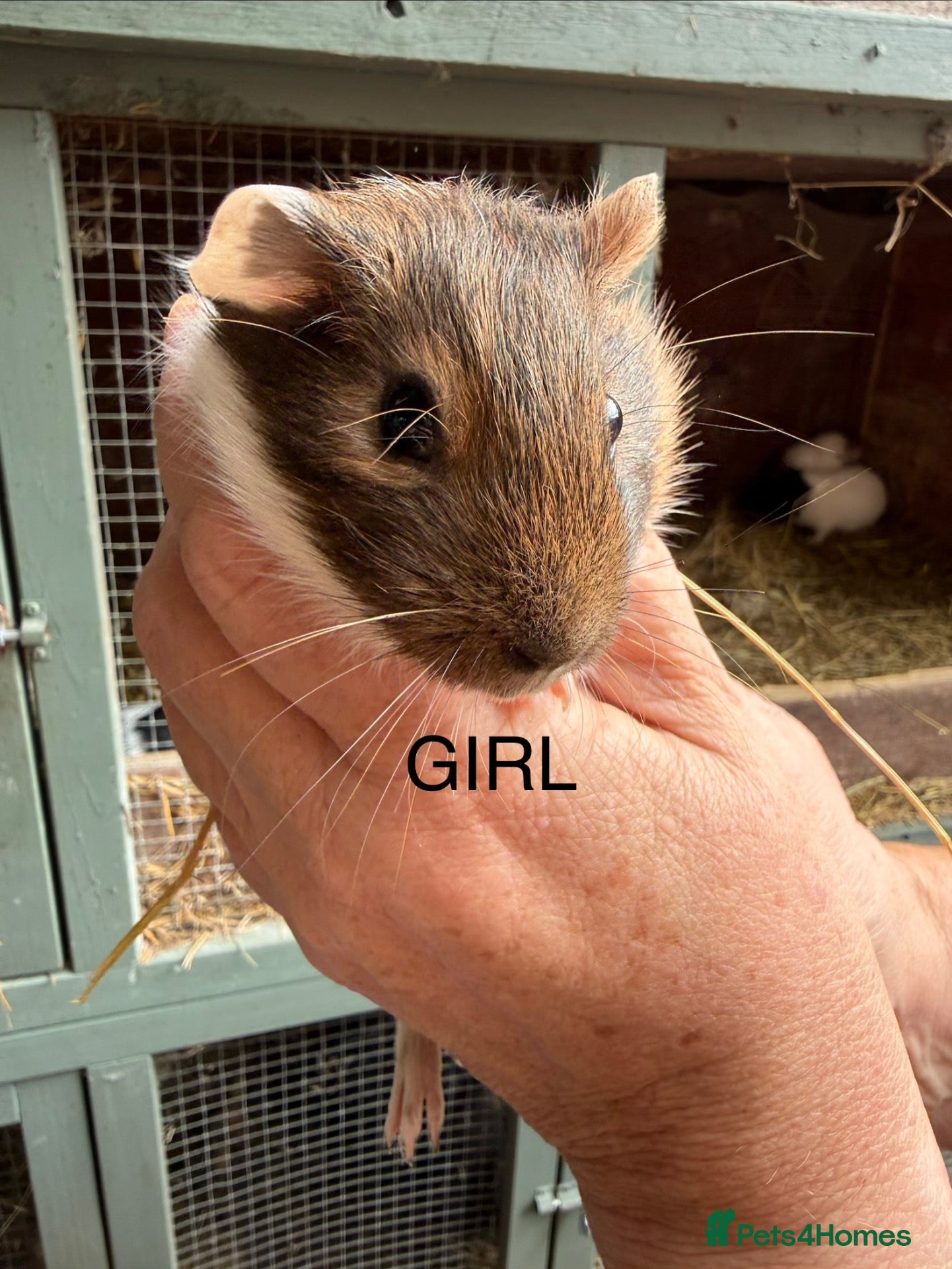 Guinea Pig rodents Female (sow) Guinea Pig - Advert 7