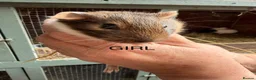 Guinea Pig rodents for sale: Female (sow) Guinea Pig - Advert 1