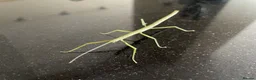 Stick Insects invertebrates for sale: Indian Stick Insects £1 each or 6 for £5  - Advert 5
