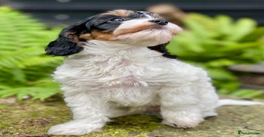 Cavapoo dogs - Advert 7