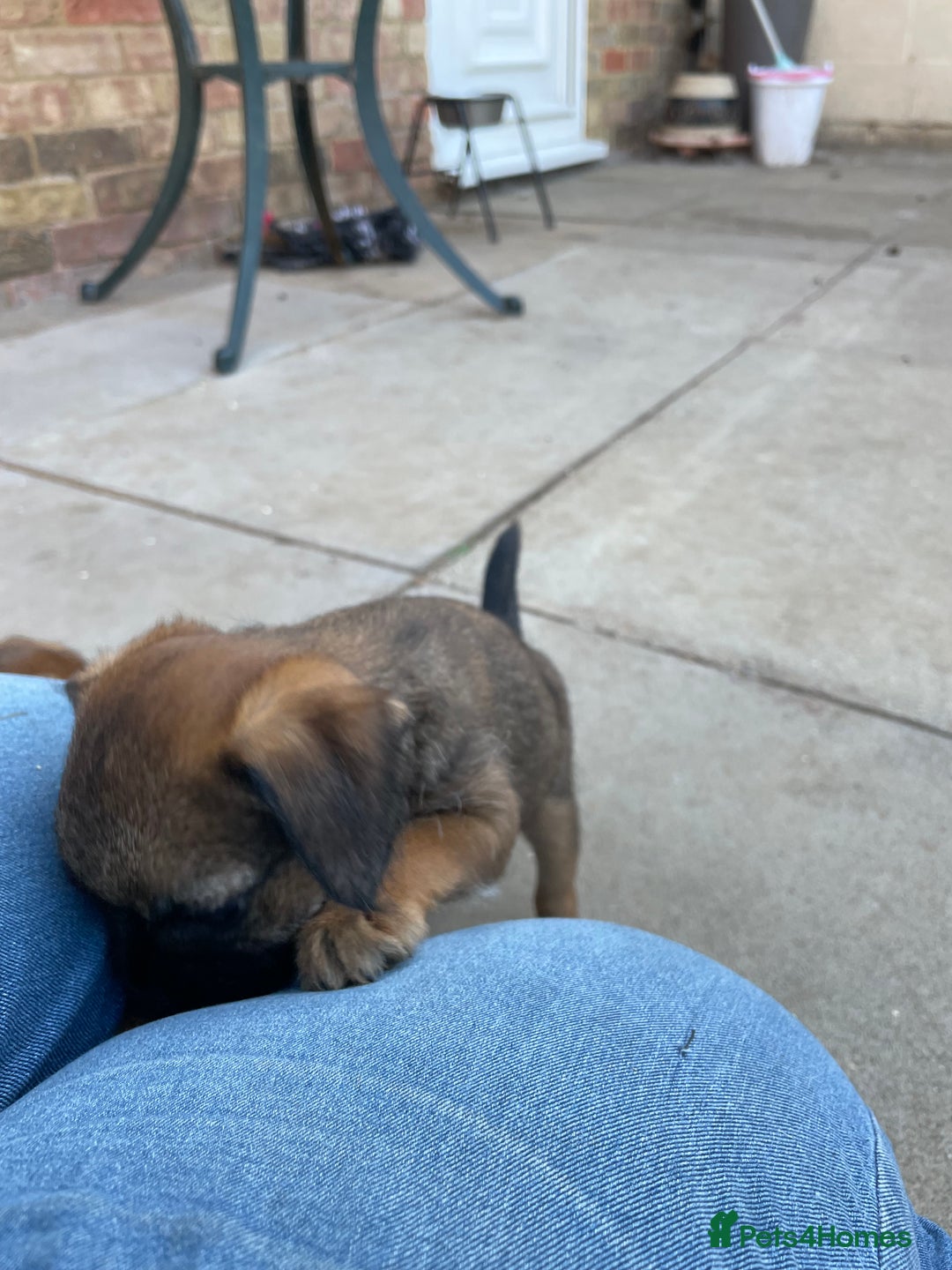 Border Terrier dogs for sale: Border terrier puppy’s  - Image 11
