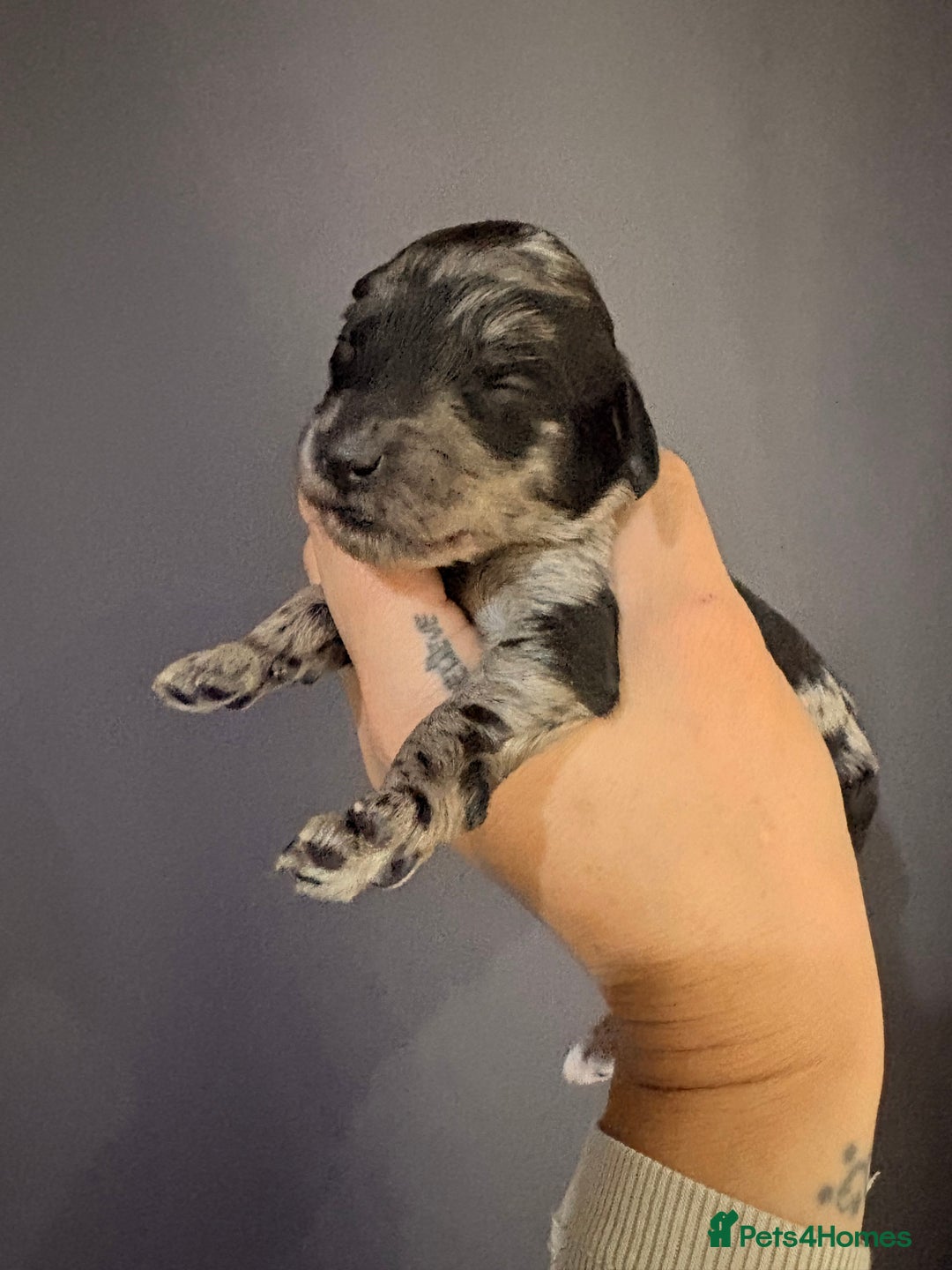 Goldendoodle dogs for sale: Superb litter of Mini Goldendoodle puppies  - Image 16