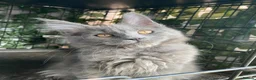 Maine Coon cats for sale: 💙*🦁*BLUE MAINE COON*💎*KITTENS*🦁*💙 - Advert 37