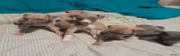 Mixed Breed dogs for sale: Whiggies. Whippet x Italuan greyhound - Advert 14