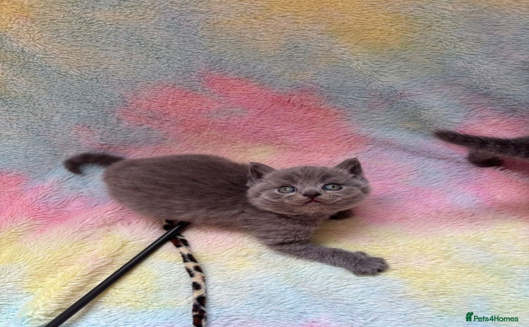 British Shorthair cats - Advert 14