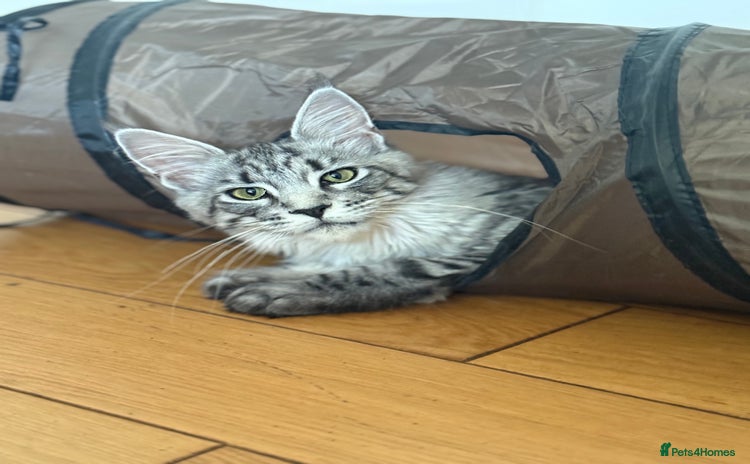 Maine Coon cats for sale - Advert 1