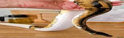 Python Snake reptiles for sale: FEMALE PIED 100% Het ALBINO 50% het CLOWN - Advert 12