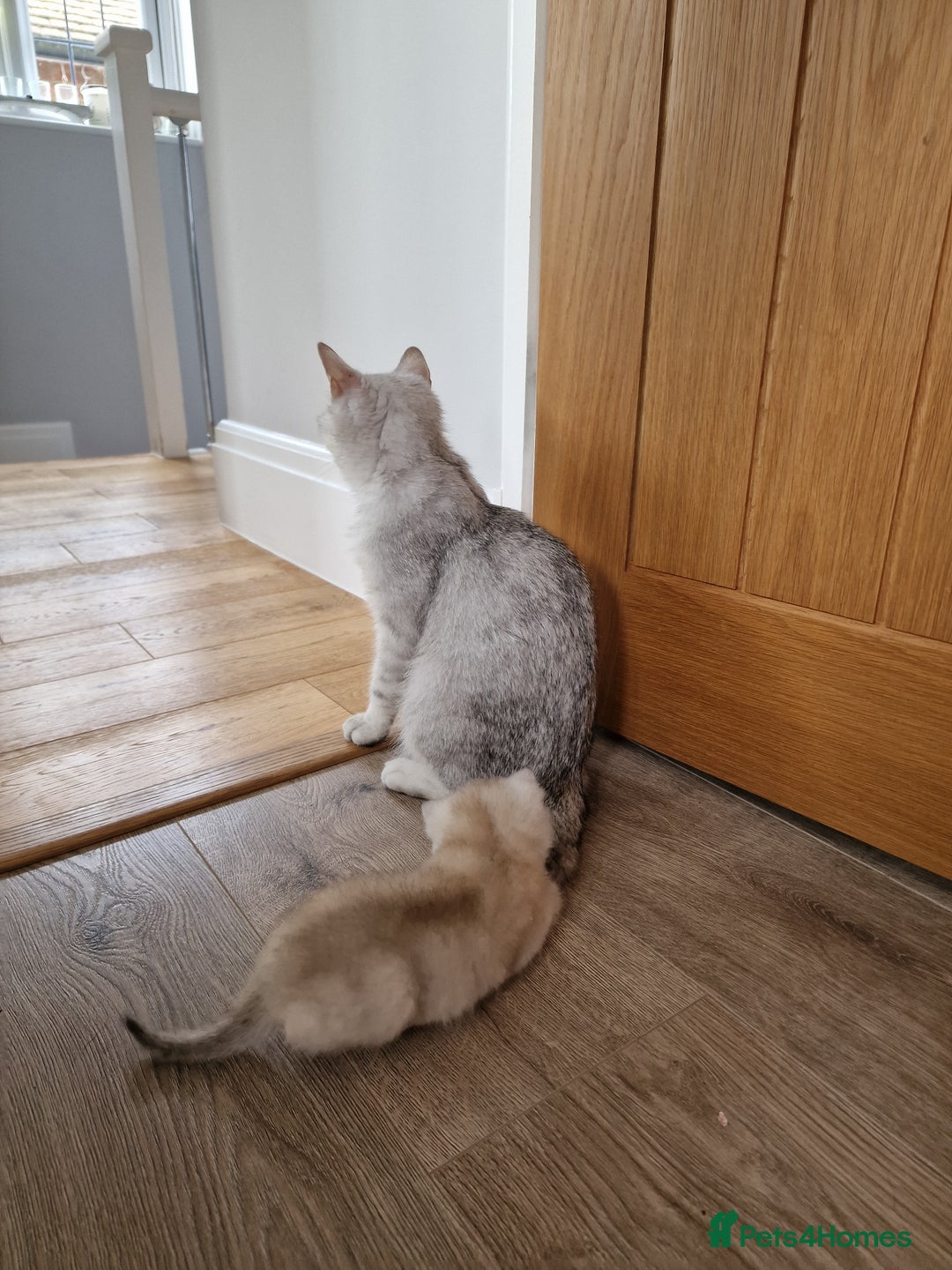 British Shorthair cats for sale: BSH 4 kittens ready for reservation  - Image 18