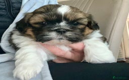 Shih Tzu dogs for sale: Shih tzu  in Havant - Image 10