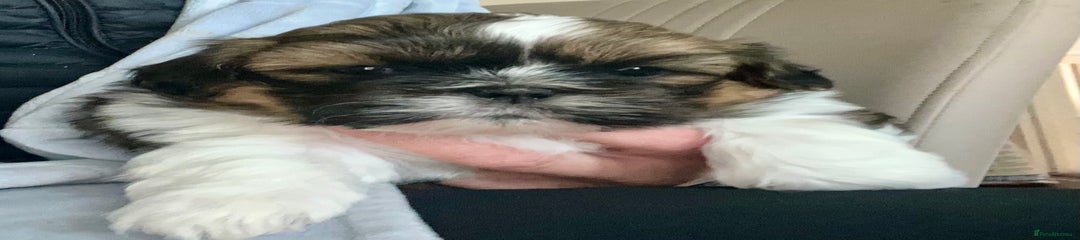 Shih Tzu Puppy 2
