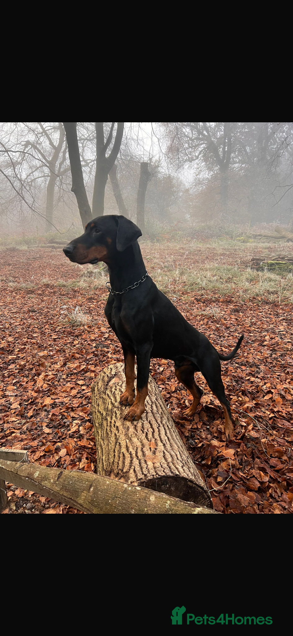 Dobermann dogs KC registered Dobermann puppies  - Advert 2