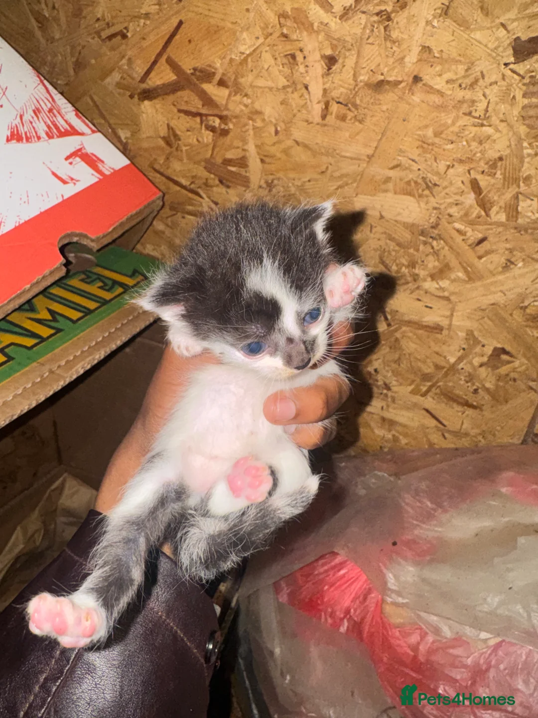 Domestic Shorthair cats for sale: Beautiful Black and White Kittens. in Guildford - Advert 22