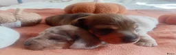 Miniature Dachshund dogs for sale: Miniature dachshund boy for sale  - Advert 1