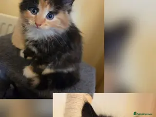 Mixed Breed cats 2 beautiful kittens - Advert 1