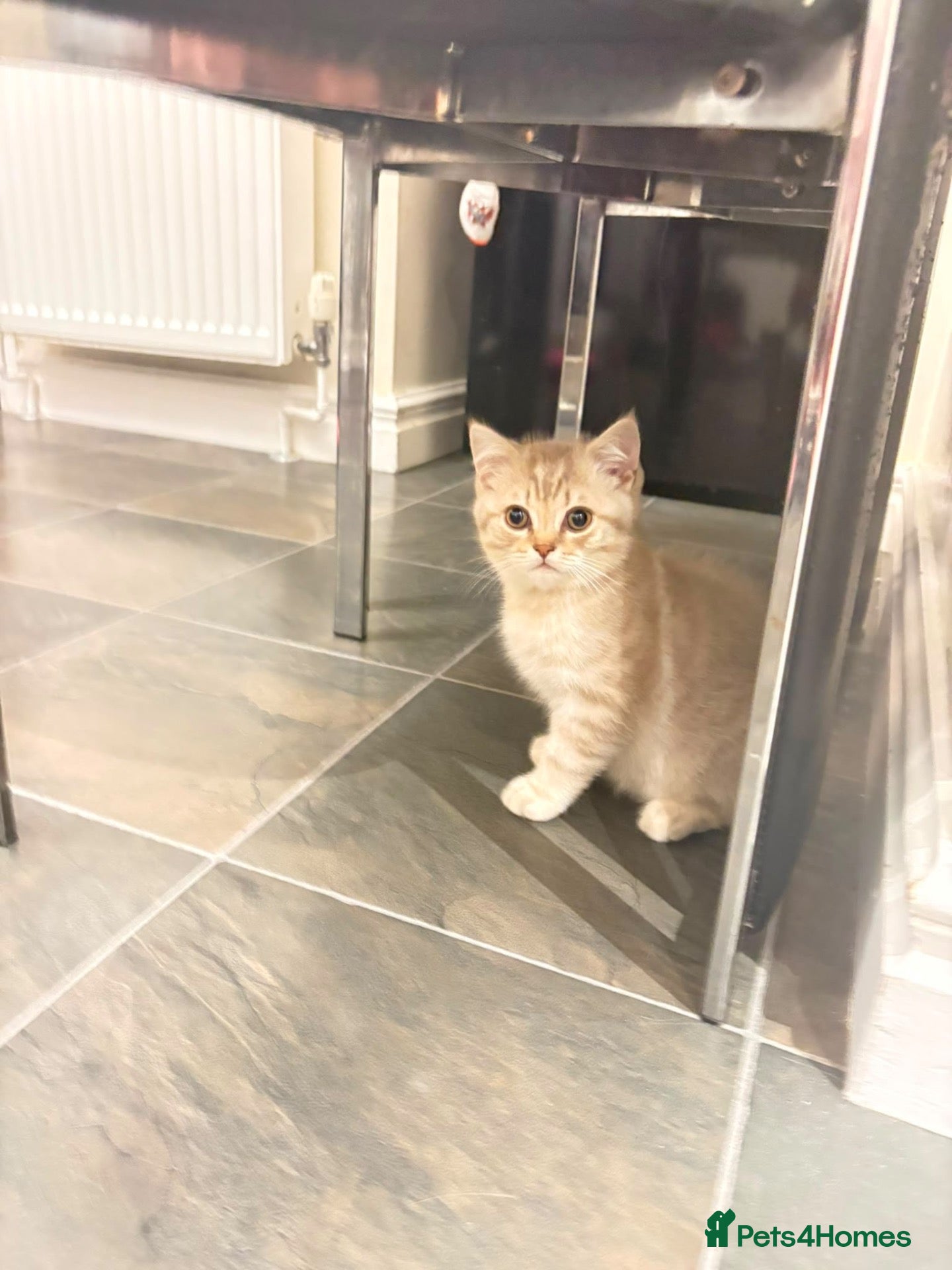 British Shorthair cats Beautiful British shorthair kittens  - Advert 4