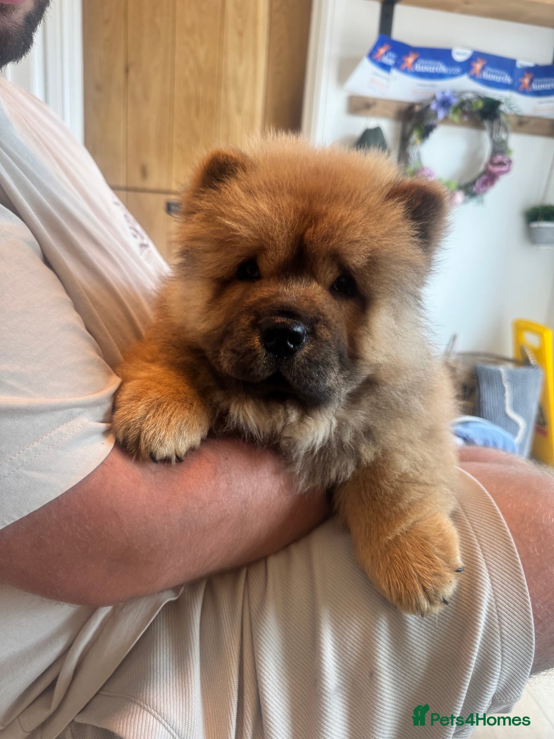 Chow Chow dogs for sale: 4 month old chow chow male  - Image 5