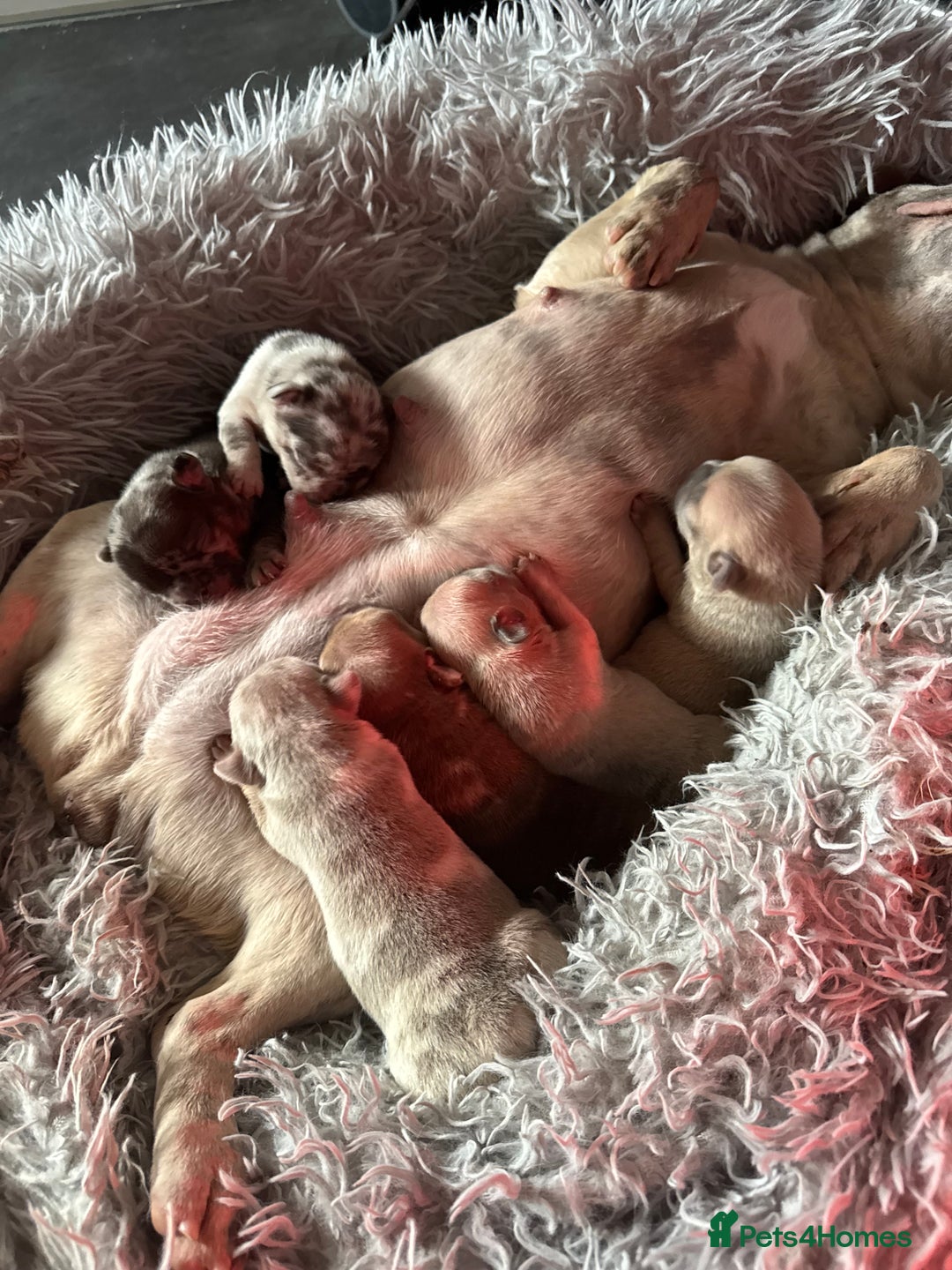 French Bulldog dogs for sale: French Bulldog Puppies  - Advert 5