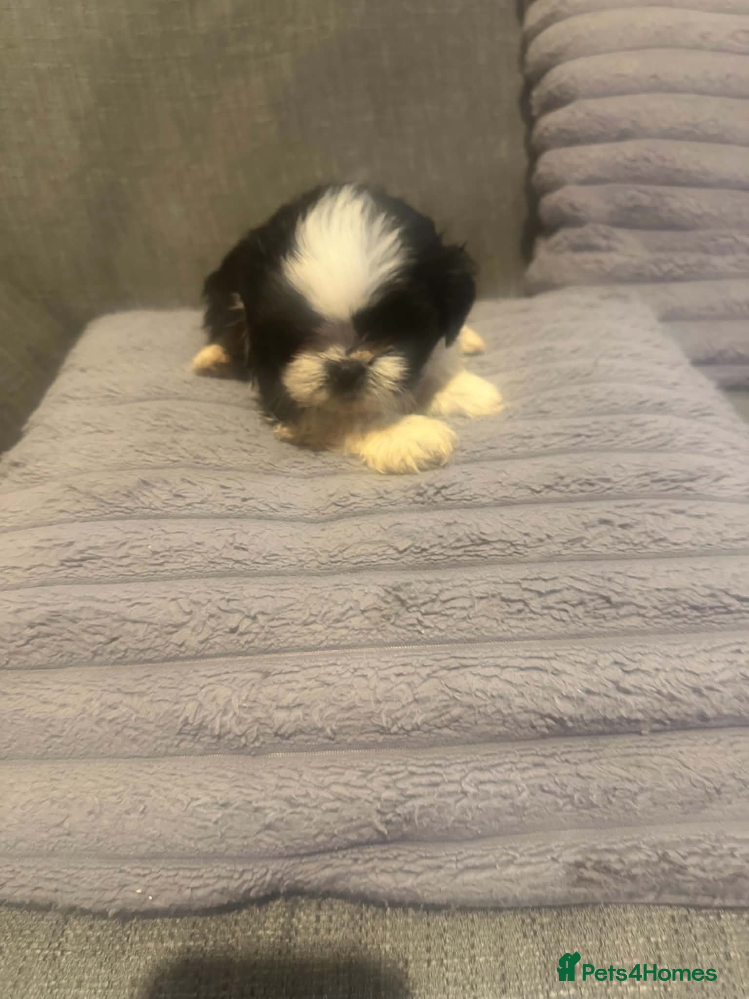 Shih Tzu dogs Shih tzu - Advert 2