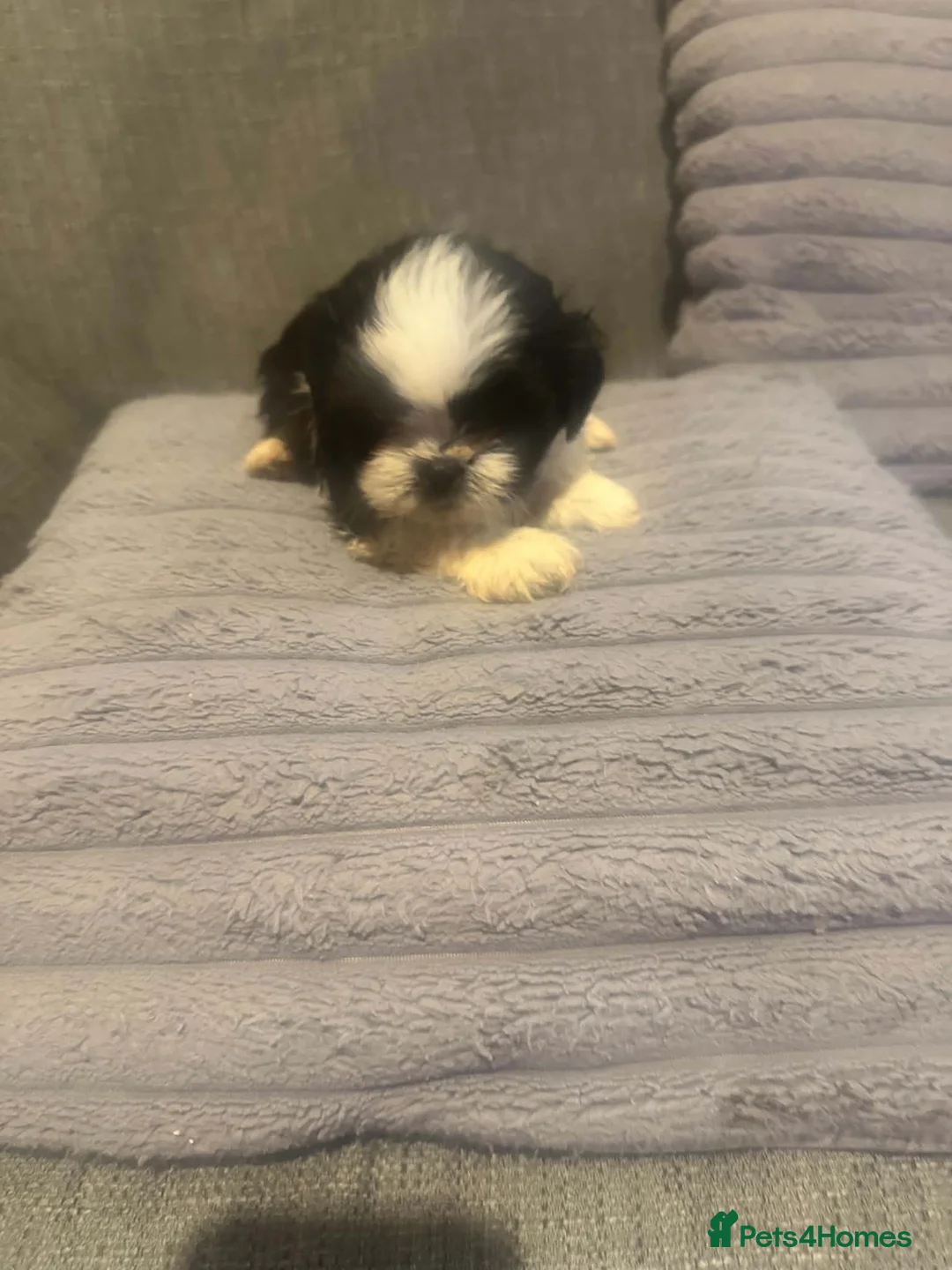 Shih Tzu dogs for sale: Shih tzu in Manchester - Advert 2