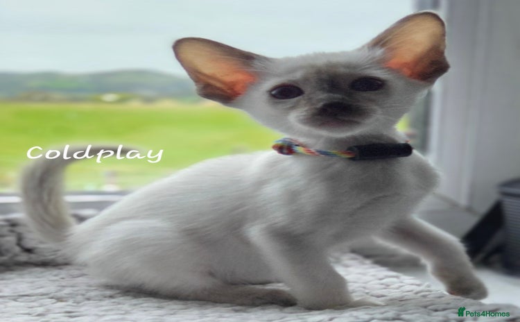 Oriental cats - Advert 4