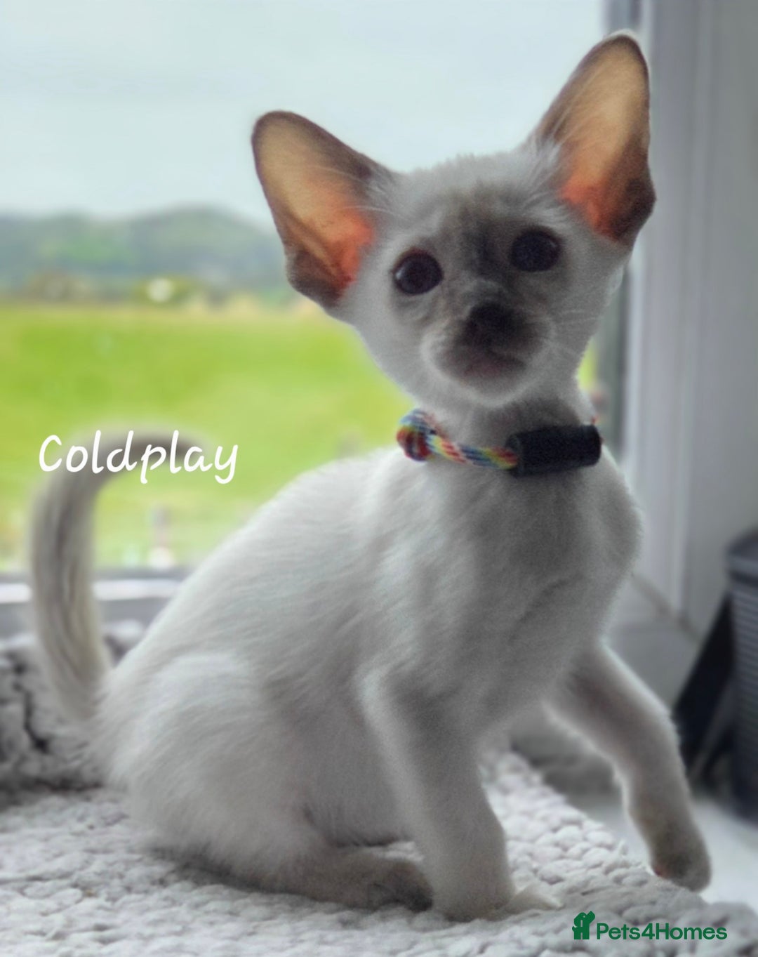 Oriental cats for sale: 8 supersoft GCCF registered Oriental kittens  - Image 3