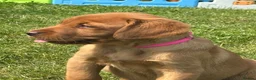 Labrador Retriever dogs for sale: Stunning litter of Fox red puppies  - Advert 17