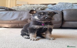 German Shepherd dogs for sale: German shepherd puppies  - Image 10