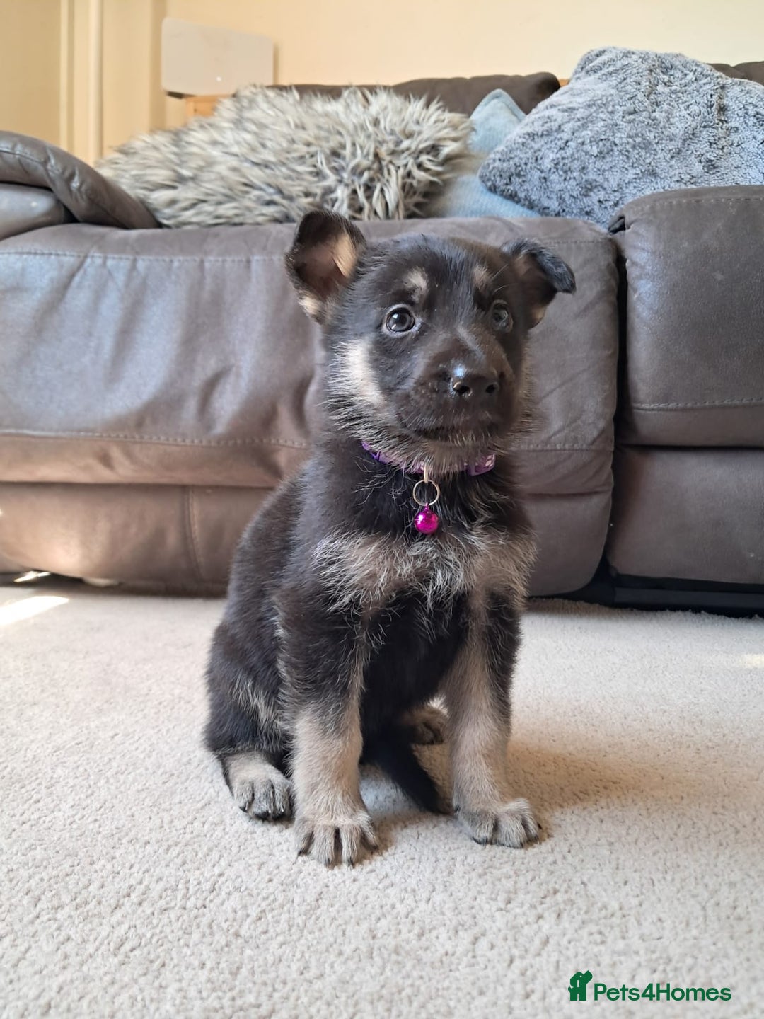 German Shepherd dogs for sale: German shepherd puppies  - Image 10